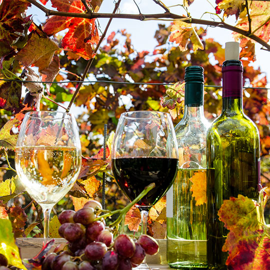Il mondo del vino