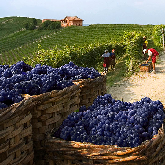 Il mondo del vino